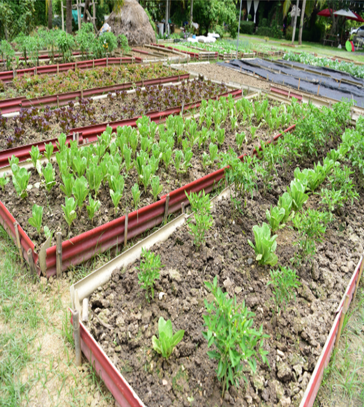 DIY Raised Garden Beds with corrugated