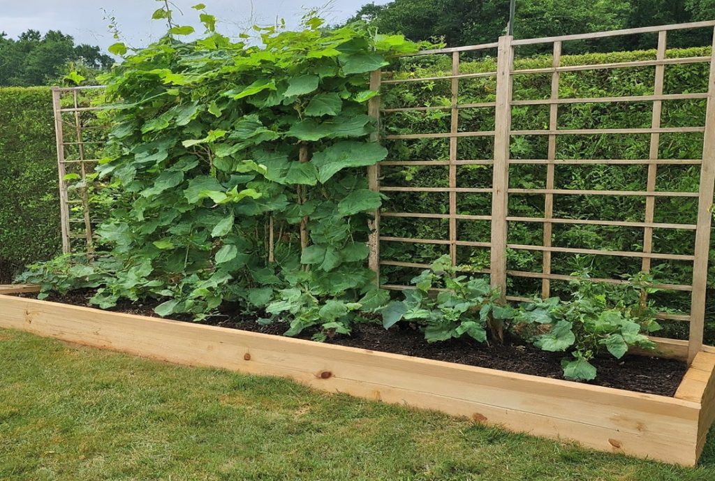 raised garden bed with trellis