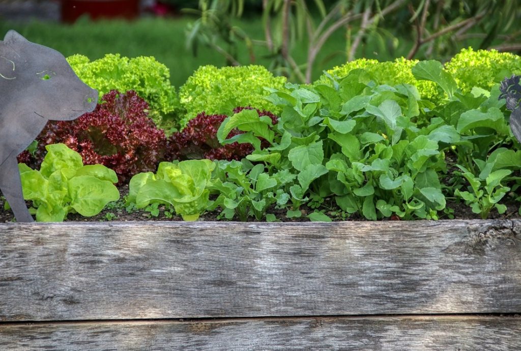 Raised garden bed with vegetables