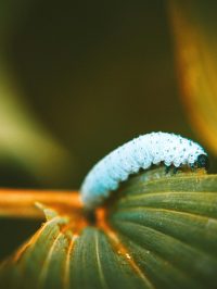 Pests & Maintenance